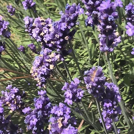 Vendégház Sobe Ivancica 3*