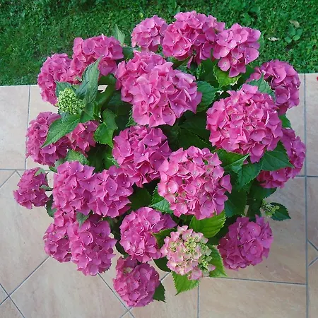 Sobe Ivancica Guest house Rupa