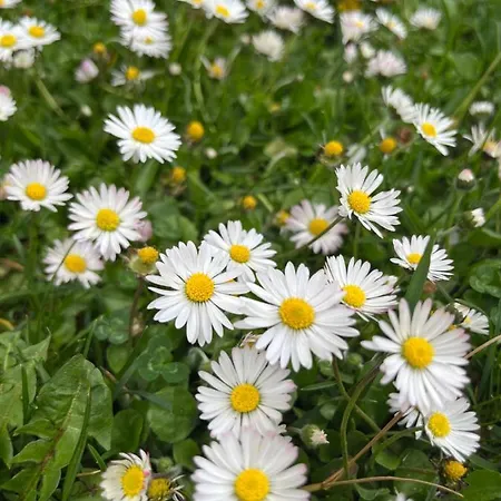 Gasthuis Sobe Ivancica